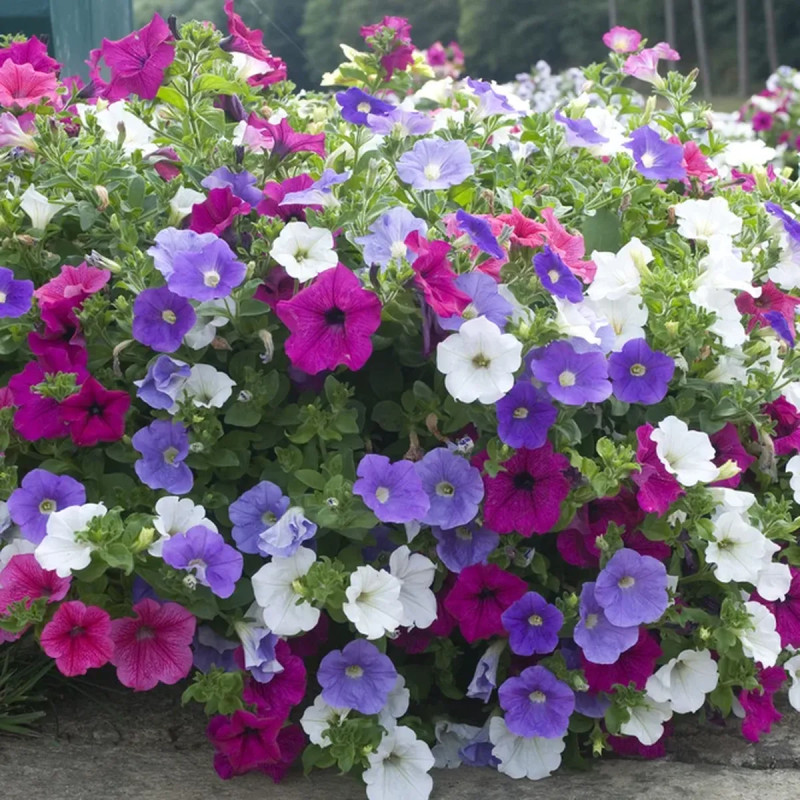 Pétunia compact - Petunia | Achat direct au producteur