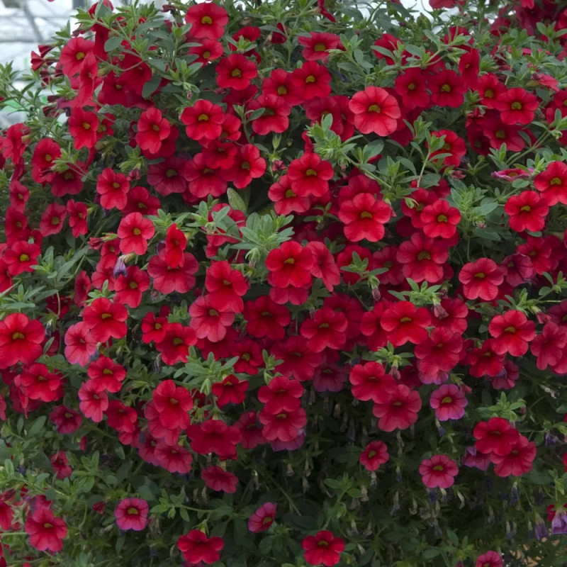 Pétunia compact - Petunia | Achat direct au producteur