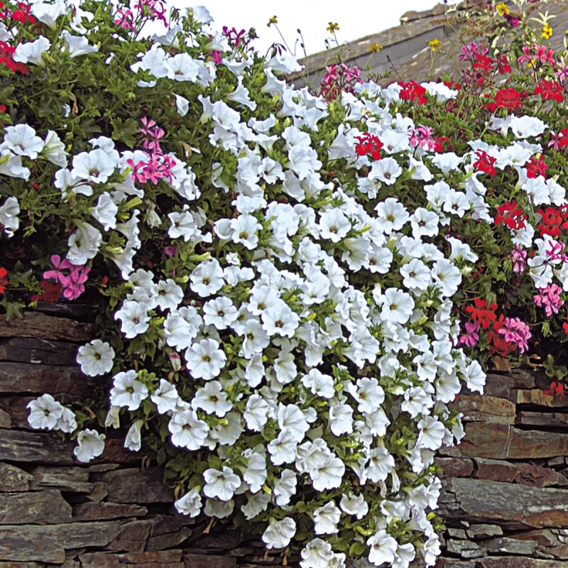 Pétunia compact - Petunia | Achat direct au producteur