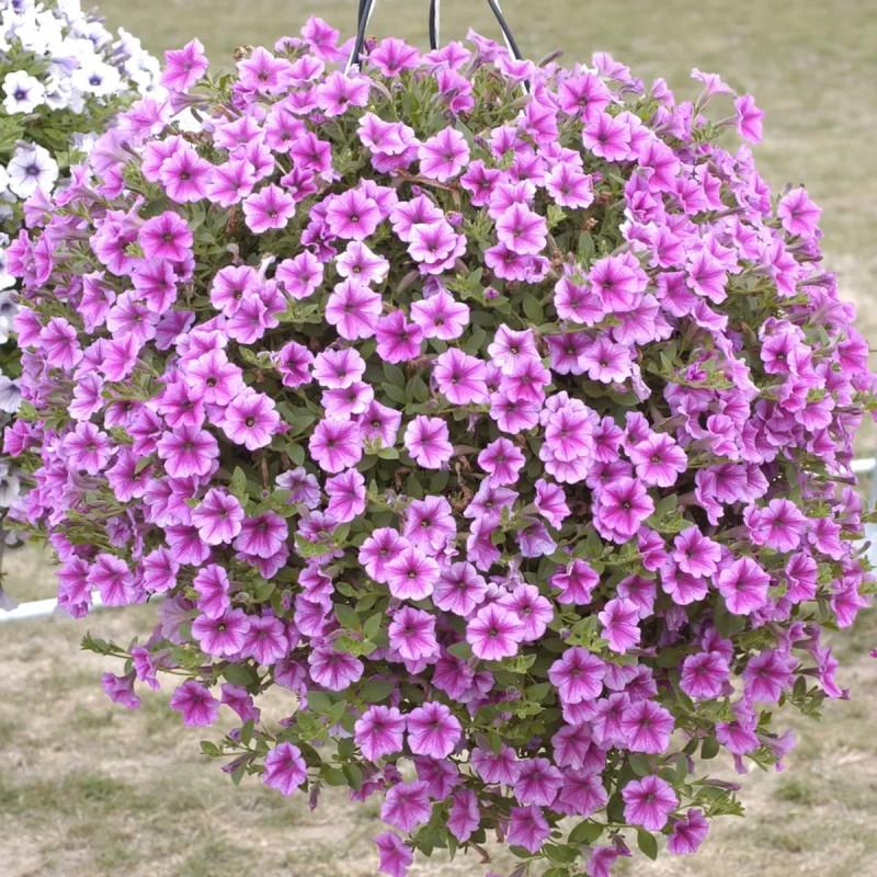 Pétunia compact - Petunia | Achat direct au producteur