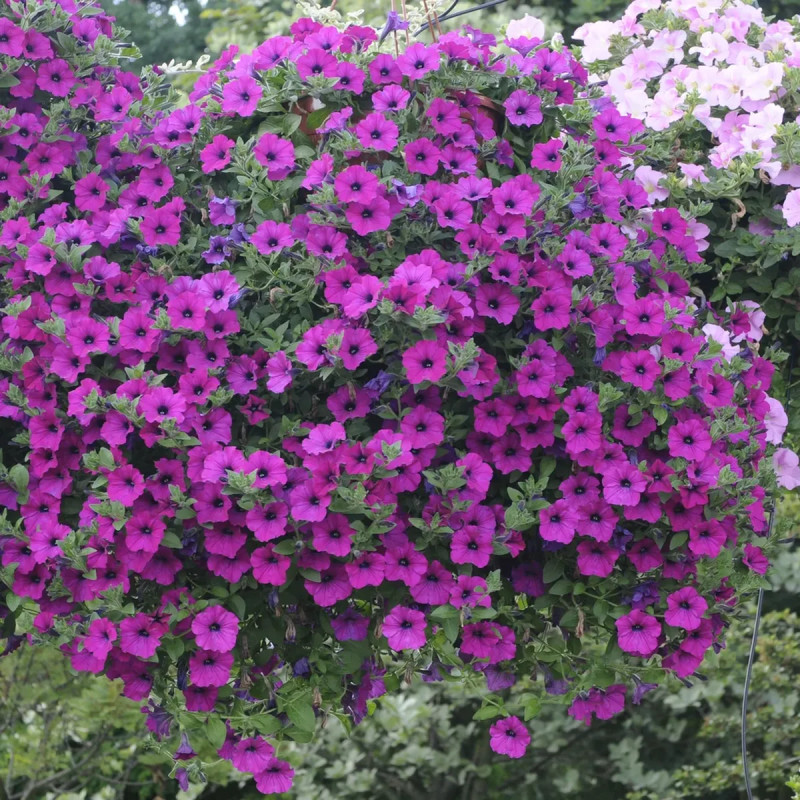 Pétunia compact - Petunia | Achat direct au producteur