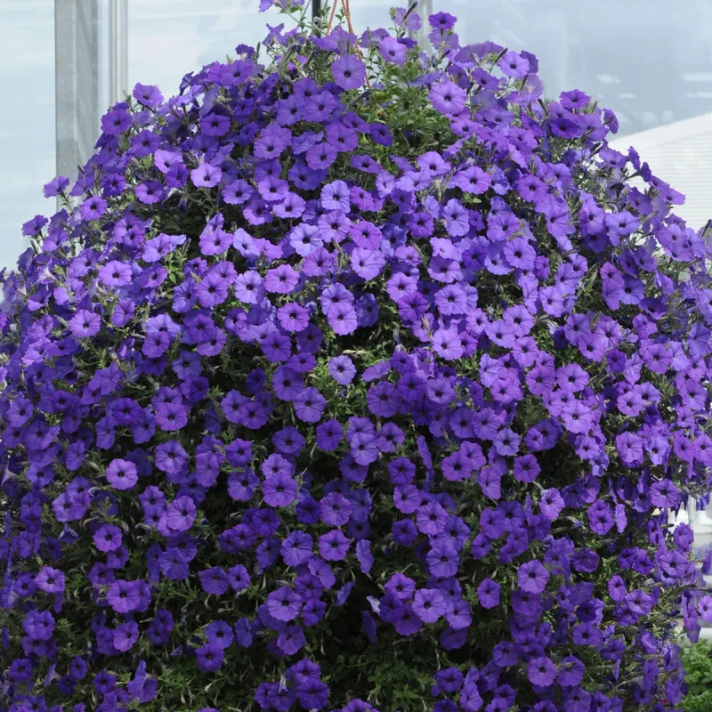 Pétunia compact - Petunia | Achat direct au producteur