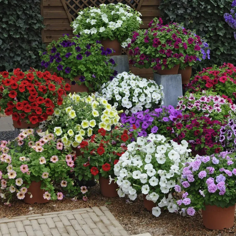 Pétunia compact - Petunia | Achat direct au producteur