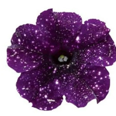 Pétunia cascade 'Mystery Sky' - Petunia | Achat direct au producteur
