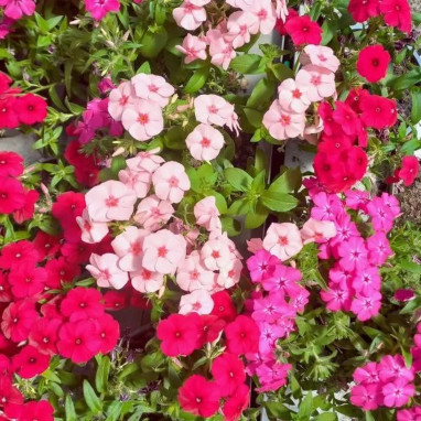 Phlox - Phlox sp. | Achat direct au producteur