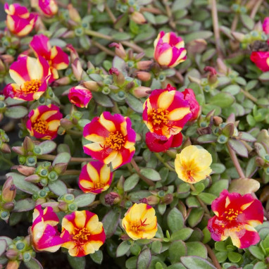 Pourpier 'Pazzaz Mix' - Portulaca | Achat direct au producteur