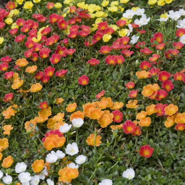 Pourpier fleurs simples grandes feuilles - Portulaca | Achat producteur