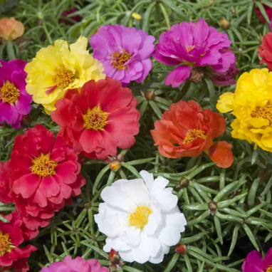Pourpier fleurs doubles petites feuilles - Portulaca | Achat producteur