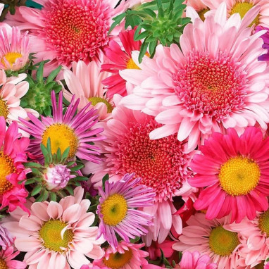 Reine-Marguerite haute variée - Callistephus | Achat direct au producteur