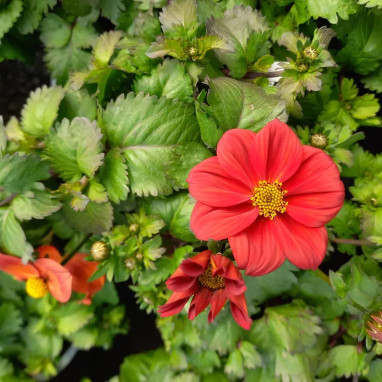 Bidens orange - Bidens ferulifolia | Achat direct au producteur