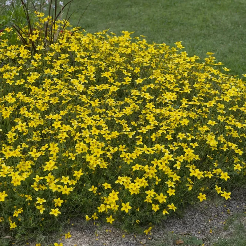 Bidens orange - Bidens ferulifolia | Achat direct au producteur