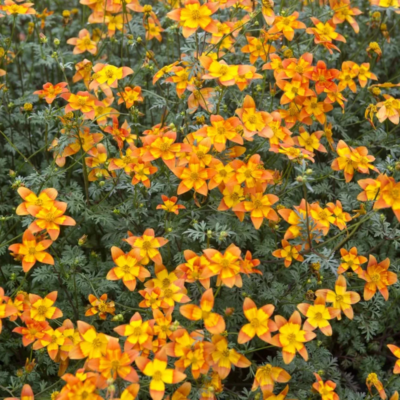 Bidens orange - Bidens ferulifolia | Achat direct au producteur