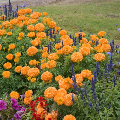 Rose d'Inde vanille - Tagetes erecta | Achat direct au producteur