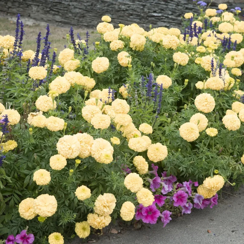 Rose d'Inde vanille - Tagetes erecta | Achat direct au producteur