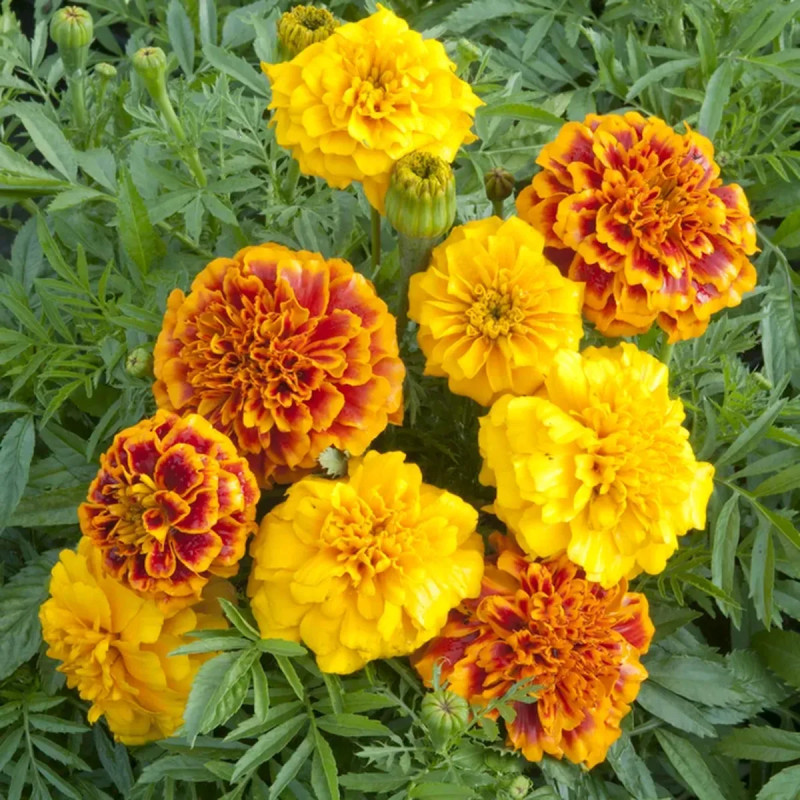Rose d'Inde vanille - Tagetes erecta | Achat direct au producteur