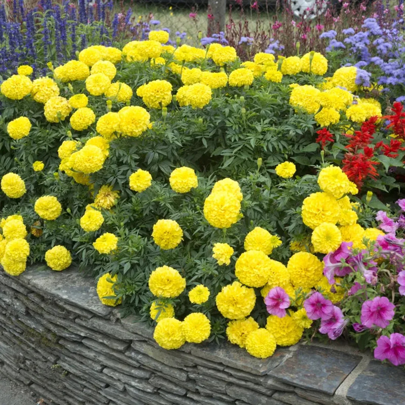 Rose d'Inde vanille - Tagetes erecta | Achat direct au producteur