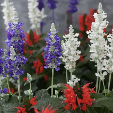 Salvia farinacea - Sauge farineuse | Achat direct au producteur