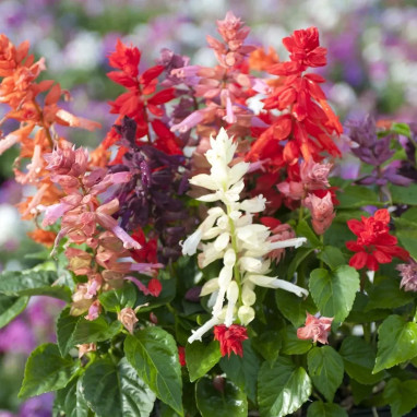 Salvia splendens variée - Salvia | Achat direct au producteur