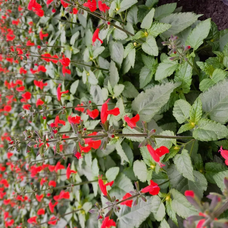 Salvia coccinea rouge - Salvia | Achat direct au producteur