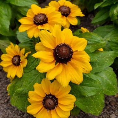 Rudbeckie - Rudbeckia hirta | Achat direct au producteur