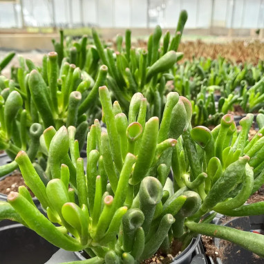 Crassula 'Gollum' - Crassula | Achat direct au producteur