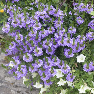 Scaevola bleu - Scaevola | Achat direct au producteur