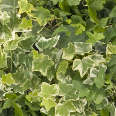 Hedera helix 'Variegata' - Lierre panaché | Achat producteur