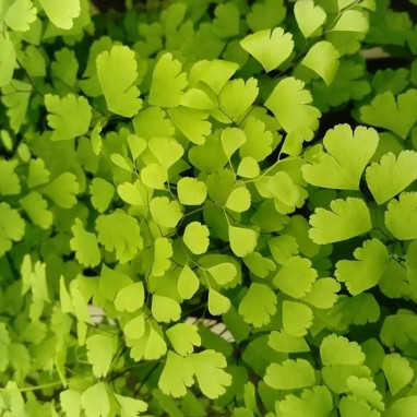 Adiantum raddianum 'Fragrans' - Fougère capillaire | Achat producteur