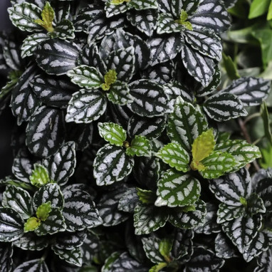 Pilea cadierei - Plante aluminium | Achat direct au producteur