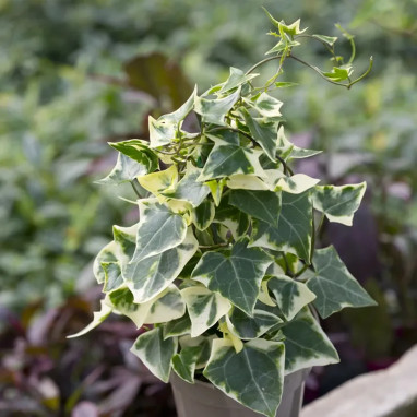 Senecio macroglossus - Senecio | Achat direct au producteur