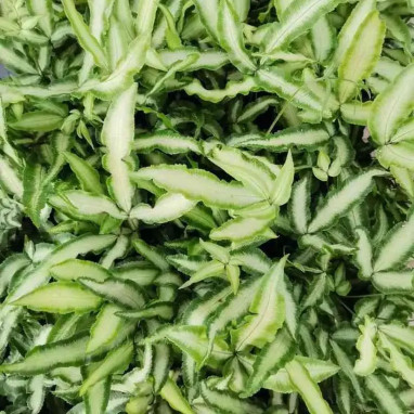 Pteris cretica albolineata - Pteris | Achat direct au producteur