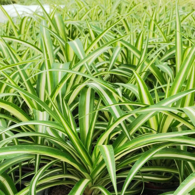 Chlorophytum comosum 'Variegatum' | Achat direct au producteur