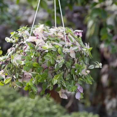 Callisia repens 'Rosea' - Callisia | Achat direct au producteur