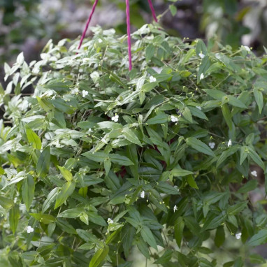Tradescantia gypsophile - Gibasis | Achat direct au producteur