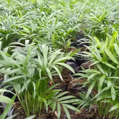 Chamaedorea elegans - Palmier nain | Achat direct au producteur