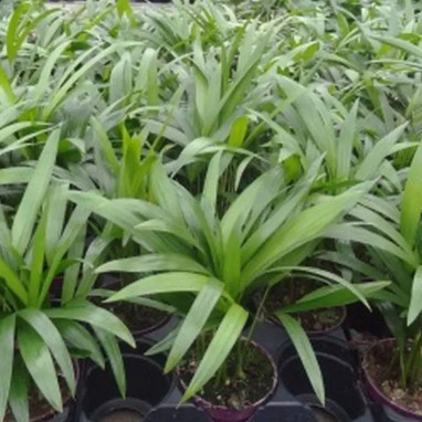Aréca - Dypsis lutescens | Achat direct au producteur