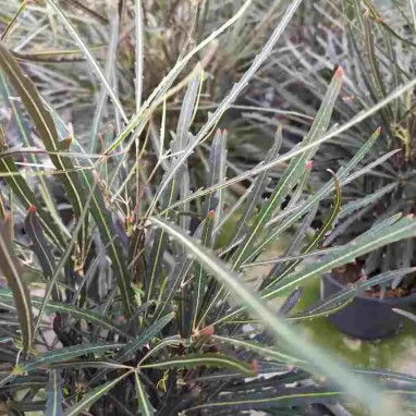 Dizygotheca elegantissima - Schefflera | Achat direct au producteur