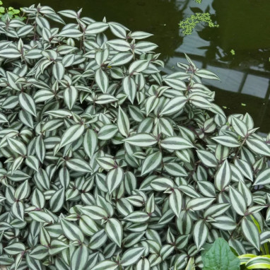 Tradescantia zebrina - Tradescantia | Achat direct au producteur