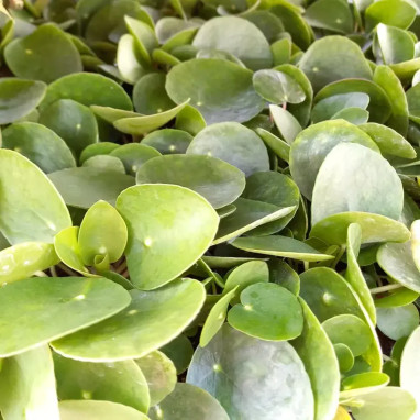 Pilea peperomioides - Pilea | Achat direct au producteur