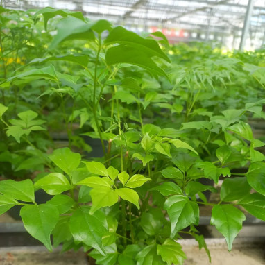 Radermachera sinica - Radermachera | Achat direct au producteur