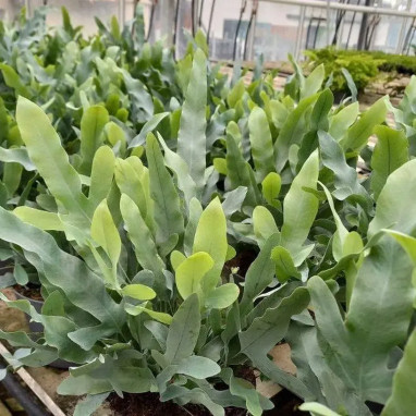 Phlebodium aureum 'Blue Star' - Fougère bleue | Achat producteur
