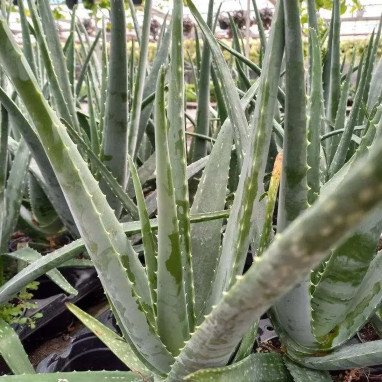 Aloe vera - Aloe | Achat direct au producteur