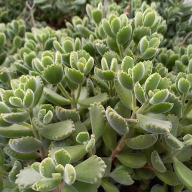 Cotyledon ladysmithiensis - Cotyledon | Achat direct au producteur