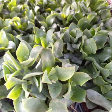 Crassula 'Curly Grey' - Crassula | Achat direct au producteur