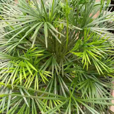 Actiniopteris australis - Fougère éventail | Achat direct au producteur