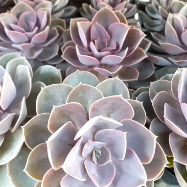 Echeveria 'Perle von Nürnberg' - Echeveria | Achat direct au producteur