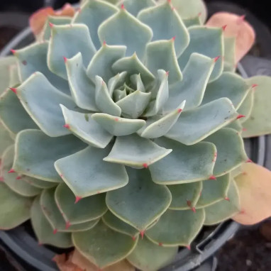 Echeveria pumila x glauca - Echeveria | Achat direct au producteur