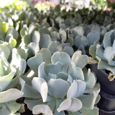 Echeveria runyonii 'Topsy Turvy' - Echeveria | Achat producteur