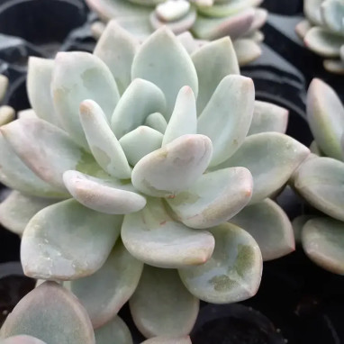 Pachyveria Graptoveria 'Opalina' - Graptoveria | Achat producteur