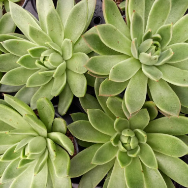 Echeveria agavoides 'Gilva' - Echeveria | Achat direct au producteur